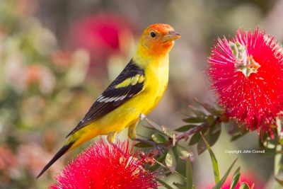 One;Piranga-ludoviciana;Tanager;Western-Tanager;avifauna;bird;birds;color-image;